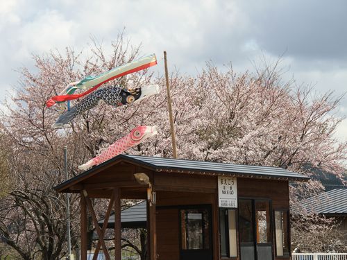桜と鯉のぼり@前郷駅.jpg